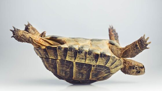 Stuck Turtle