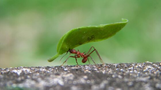 June2022 Ant Cover 1200x675 1
