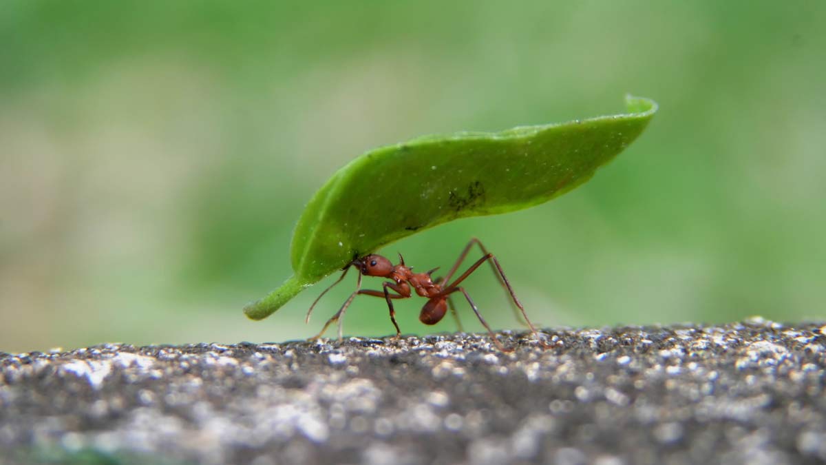 June2022 Ant Cover 1200x675 1